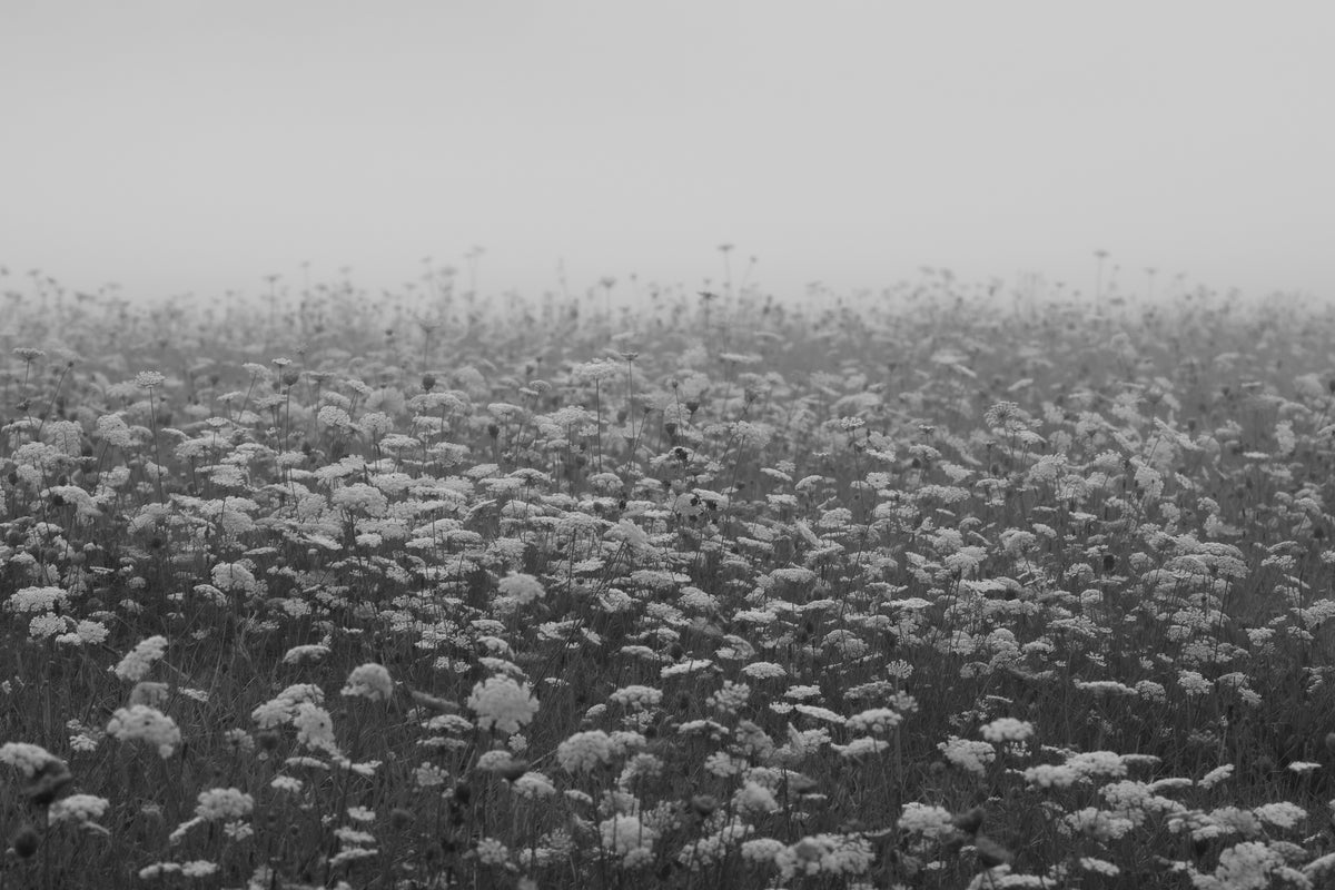 00_15 by Nick Patterson. A field of white wildflowers fading into mist in black and white.