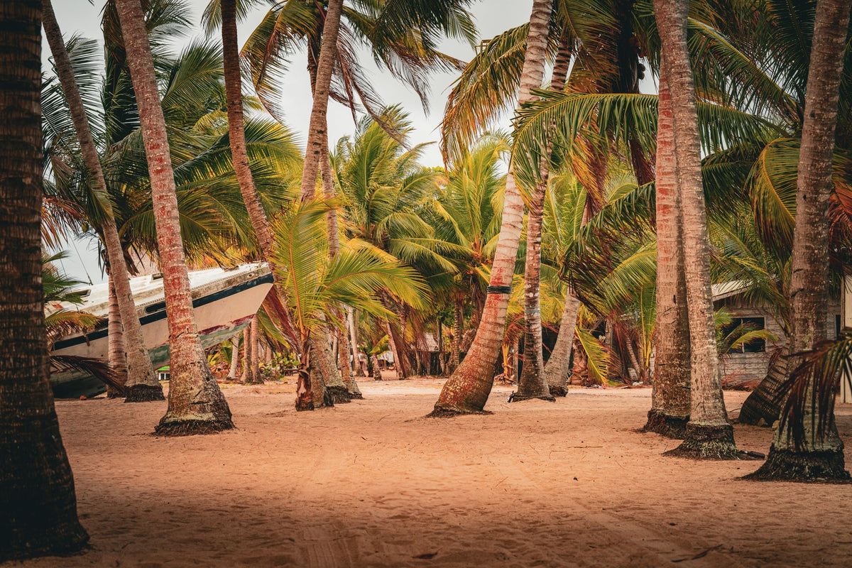 00_13 by Nick Patterson. Palm trees lining a sandy path.
