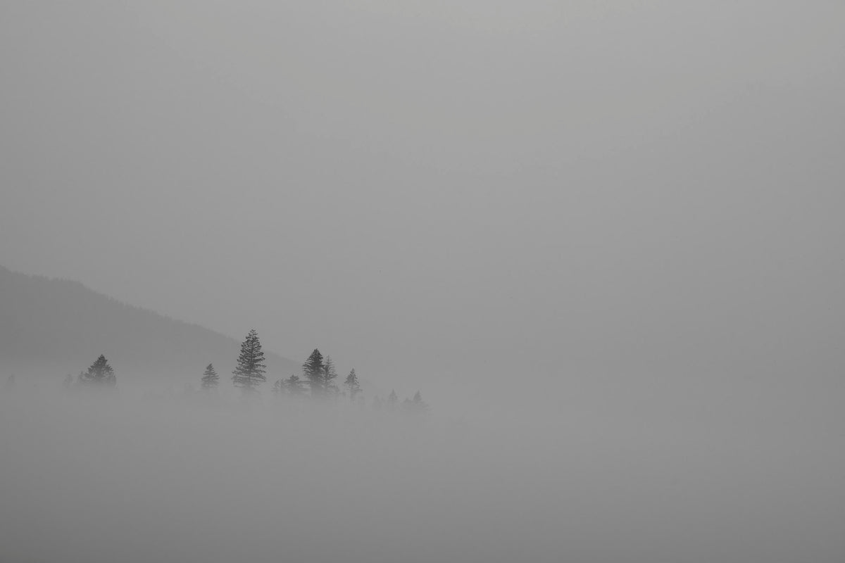 00_41 by Nick Patterson. A few trees emerging from a misty landscape in black and white.